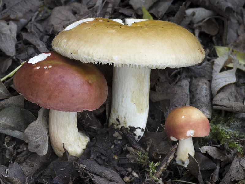 Russula subrubens